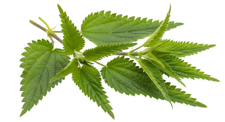 Fresh green stinging nettle leaves branch isolated on transparent background