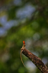 Oriental garden Lizard