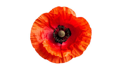 Overhead vibrant, full bloom of a bright red flower against an isolated black background