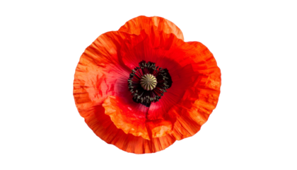 Overhead vibrant, full bloom of a bright red flower against an isolated black background