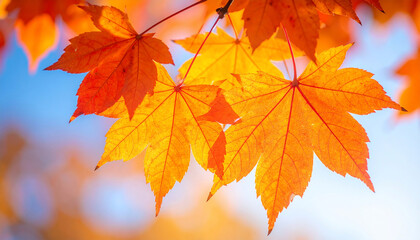 Autumn Maple Leaves