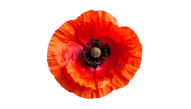 Overhead vibrant, full bloom of a bright red flower against an isolated black background