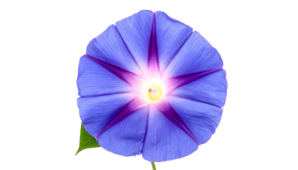 Close-up of vibrant blue flower with purple accents and a yellow center, set against black