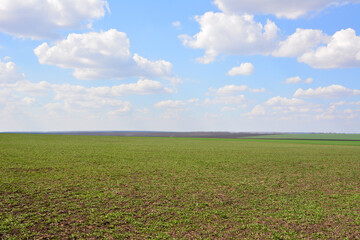 Expansive Green Field Under a Bright Blue Sky in sunny day