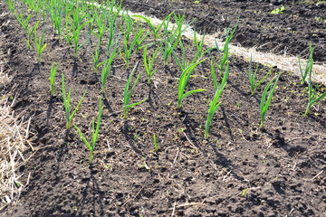 Young Garlic Shoots Sprouting in a Garden Bed