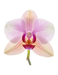 Fototapeta premium Close-up of an isolated orchid flower, featuring pink petals and a vivid magenta center