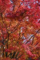 Yellow and red maple trees at the peak of their autumn colors (telephoto zoom shot from a strolling Japanese garden) / 紅葉のピークを迎えた黄色と赤色のモミジの木々(回遊式の日本庭園から望遠ズーム撮影)