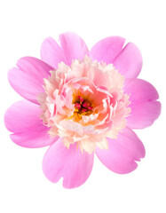 Close-up of a pink and cream colored flower blossom, petals in soft focus