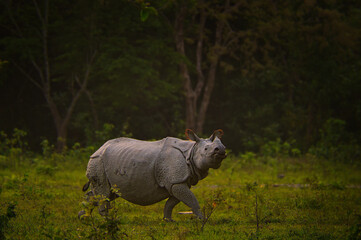 One horned rhino grazing in the golden hour at Manas National Park, Assam, India © Diganta Kumar sarma