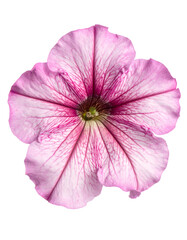 Overhead shot of a delicate, pink flower with intricate, dark pink veins against a black background