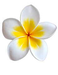 Isolated five-petaled white and yellow tropical flower with a dark background