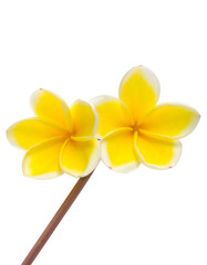 Two vibrant yellow flowers with white edges blossom on a thin stem against pure black