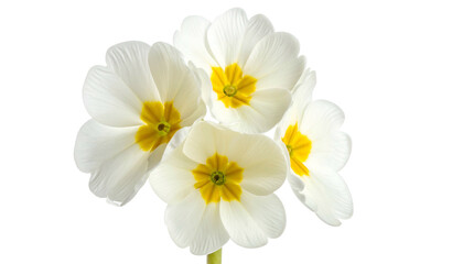 Close-up of delicate white flowers with yellow centers, against a black background