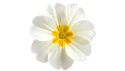 Overhead shot of a delicate primrose with white petals and a vibrant yellow center