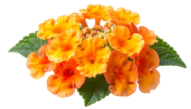 Close-up of vibrant orange and yellow flowers with green leaves on black background - Powered by Adobe