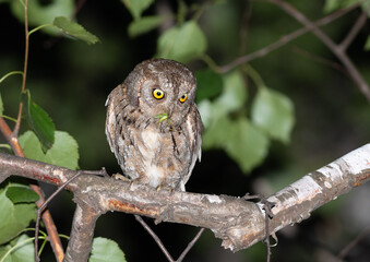 Eurasian Scops Owl Male Delivers Pray at Nest Site