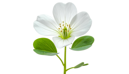 Close-up of a delicate white flower with visible pistils and stamens and green leaves