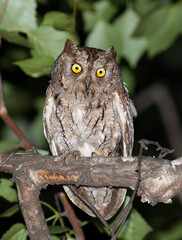Scops Owl Perfectly Camouflaged Against Tree Bark