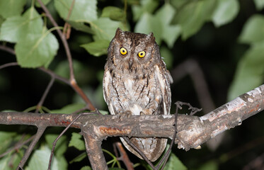 Vigilant Eurasian Scops Owl on Branch at Night
