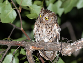 Close-up Portrait of a Wild Eurasian Scops Owl