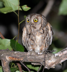 Nocturnal Hunter: Scops Owl Bringing Food
