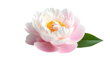 Close-up of a delicate pink and white peony with green leaf on a black background