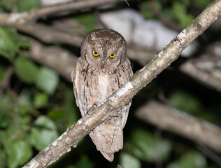 Woodland Resident: Eurasian Scops Owl in Natural Habitat