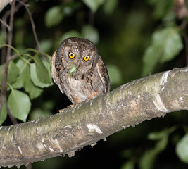 Male Otus scops Near Nesting Hole