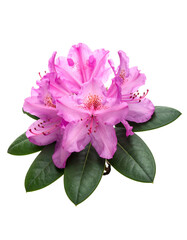 Obraz premium Close-up view of delicate, pink flower petals and dark green leaves with a black background