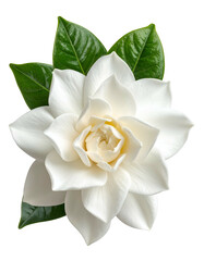 Close-up of a pristine white flower with layered petals and glossy green leaves