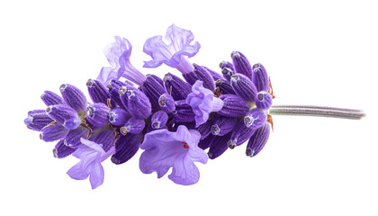 Obraz premium Close-up of a sprig featuring small, purple lavender flowers on a dark background
