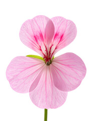 Close-up of a delicate pink flower isolated on a black background, showing details