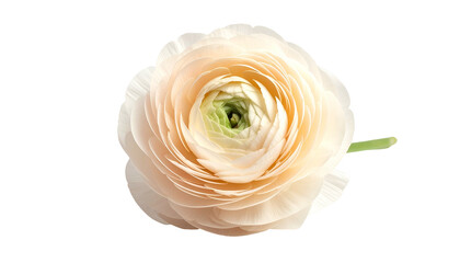 Overhead shot of a soft-colored flower, with a vibrant center and curved green stem