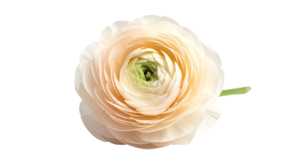 Overhead shot of a soft-colored flower, with a vibrant center and curved green stem