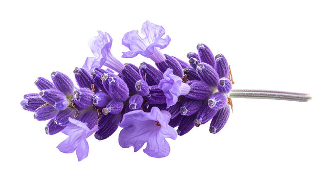 Close-up of a sprig featuring small, purple lavender flowers on a dark background