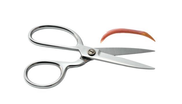 A pair of open metal scissors with a single, red-brown curved object above them