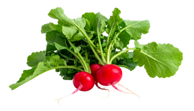 Close-up studio shot of a vibrant, healthy radish bunch with leafy green tops