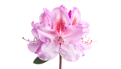 Close-up of a delicate pink and white rhododendron blossom with detailed stamen and petals