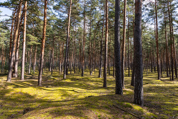 Blick in einen Kiefernwald Heers bei Blankenburg