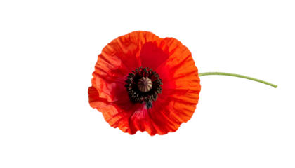 Vivid red poppy blossom on green stem isolated against a stark, black background