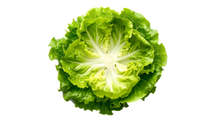 Close-up of a vibrant green head of lettuce against a black background