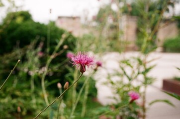 Film Photography of a Pink Wildflower in Soft Focus