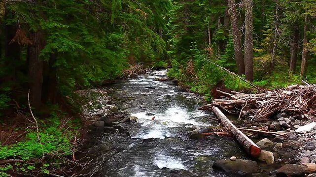 a video of Sol Duc River in Olympic National Park Washington State
