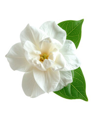 Fototapeta premium Close-up of a pure white blossom with lush, green leaves on a transparent background