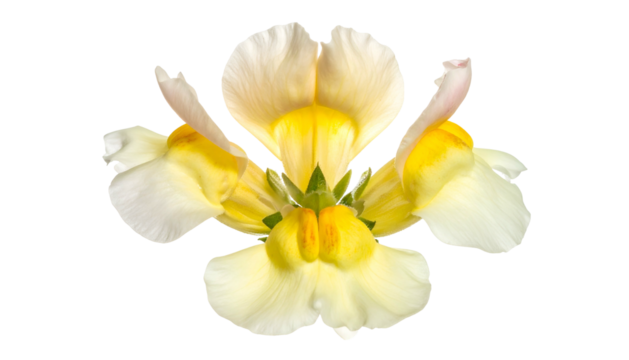 Close-up of a bloom featuring ivory petals with yellow centers against a black backdrop
