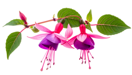 Close-up of delicate blossoms with a deep violet interior, accented by vibrant pink