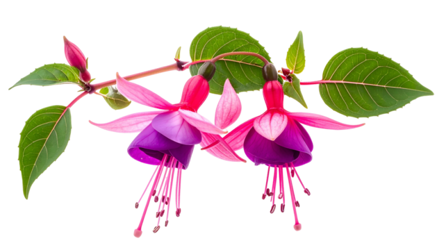 Close-up of delicate blossoms with a deep violet interior, accented by vibrant pink