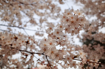 Fototapeta premium Cherry Blossoms in Full Bloom Against the Sky