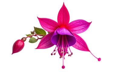 Close-up vibrant fuchsia flower with prominent petals and a bud against a black background