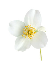 Pristine, isolated bloom showcases delicate petals and vibrant yellow pistils, stem extends